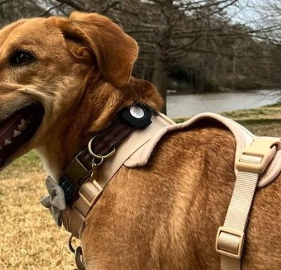 AirTag per rintracciare il tuo cane? Attenzione ai rischi