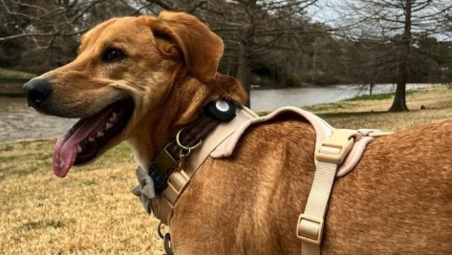 AirTag per rintracciare il tuo cane? Attenzione ai rischi