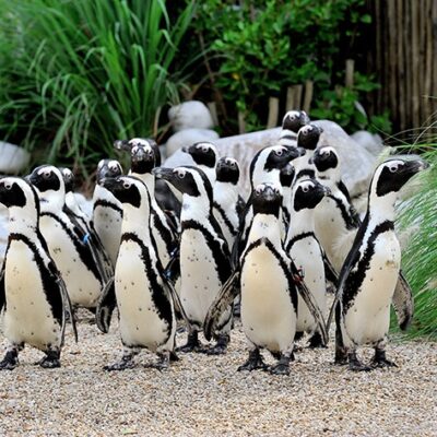 In arrivo su Apple TV+ due nuove docuserie dedicate agli animali