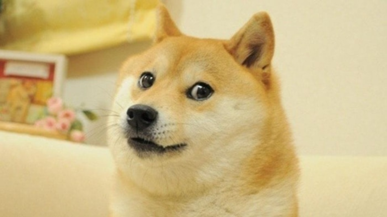 dogecoin kabosu cane