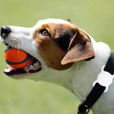 AirTag ritrova un cane smarrito, ma la batteria era scarica: questa storia ci insegna a non sottovalutare un dettaglio