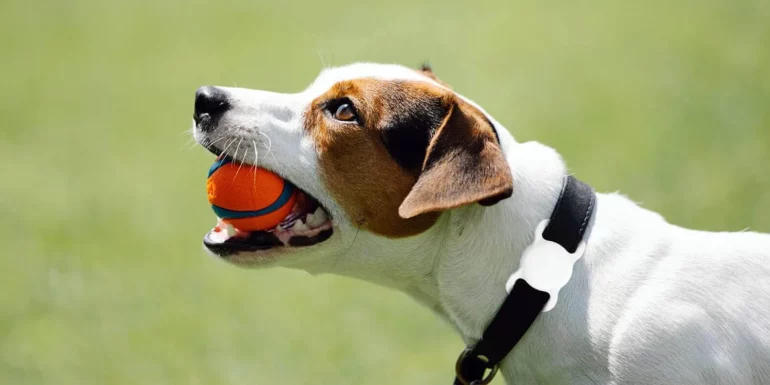 AirTag cani.